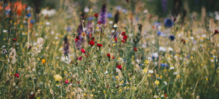 jardin écologique et durable